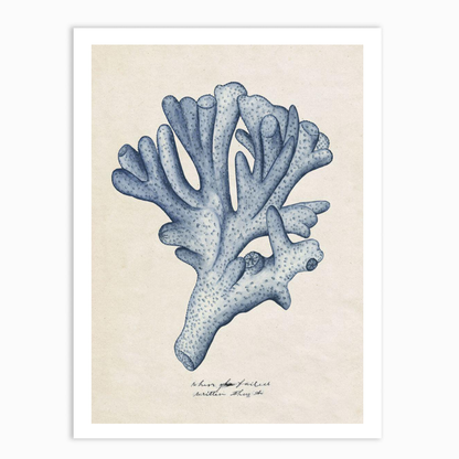 Sea Coral Study I