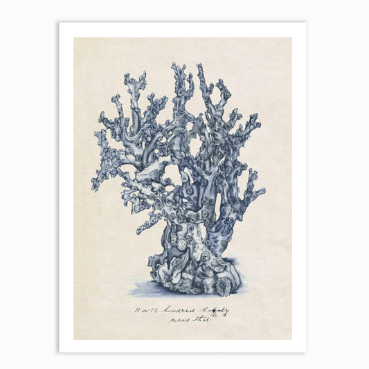 Sea Coral Study IV