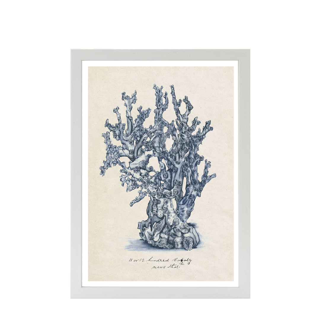 Sea Coral Study IV