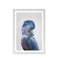 Black Cockatoo