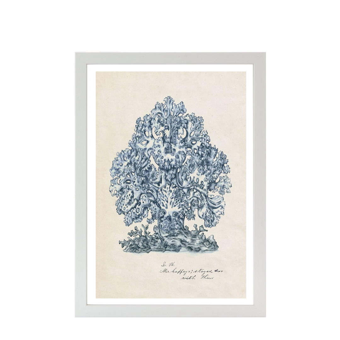 Sea Coral Study II