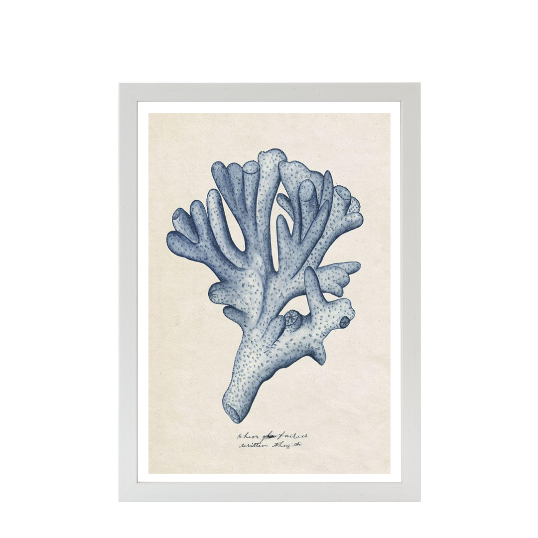 Sea Coral Study I