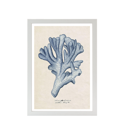 Sea Coral Study I